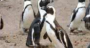 Imagem do casal de pinguins que robou um ninho essa semana - Divulgação/ Zoológico de Dierenpark