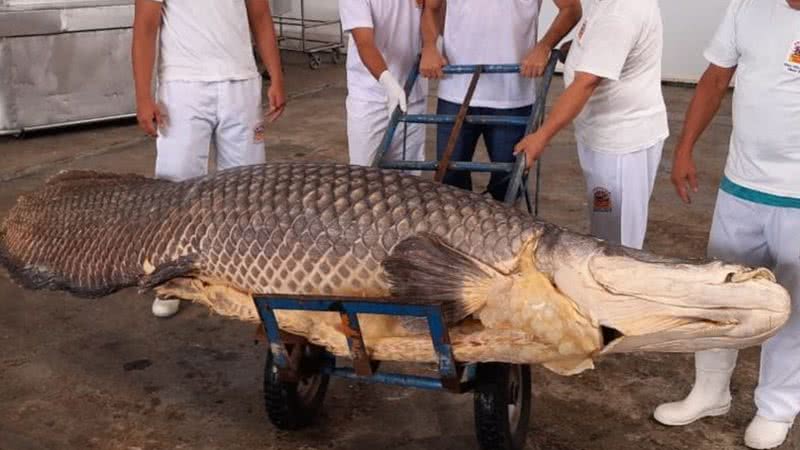 O registro do animal capturado - Arquivo pessoal