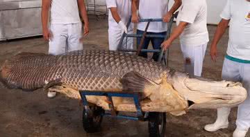 O registro do animal capturado - Arquivo pessoal