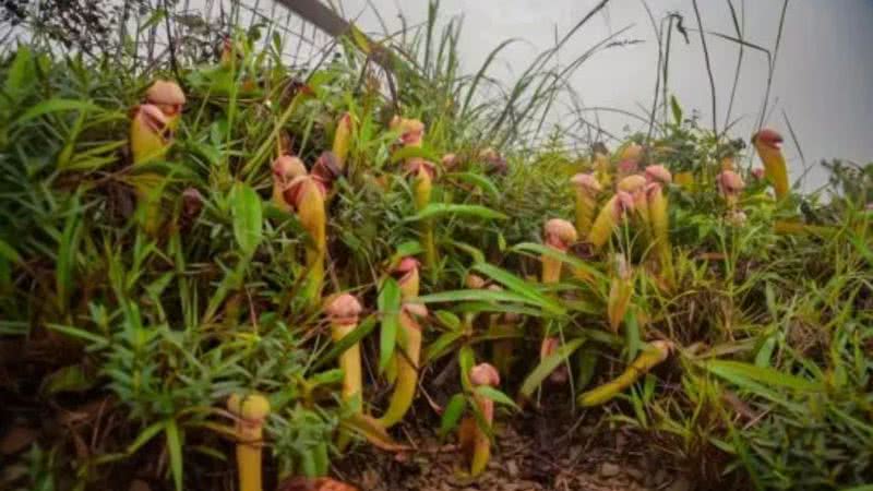 'Plantas pênis' no Camboja - Divulgação/Ministério do Meio Ambiente do Camboja