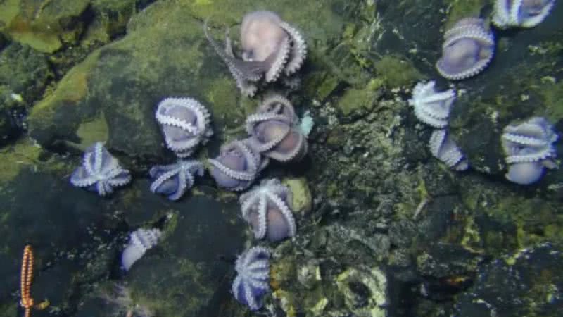 Berçário de polvo encontrado no fundo do Oceano Pacífico - Reprodução / Schmidt Ocean Institute