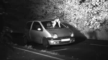 Pomba branca voando na frente do carro em alta velocidade na Alemanha - Divulgação/Viersen District Police