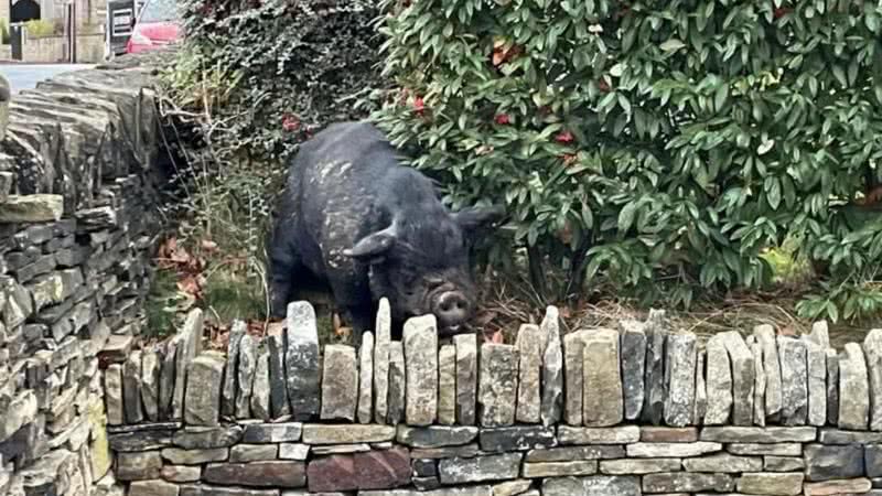 Um dos porcos vistos no campo de golfe - Divulgação / Facebook / David Jackson