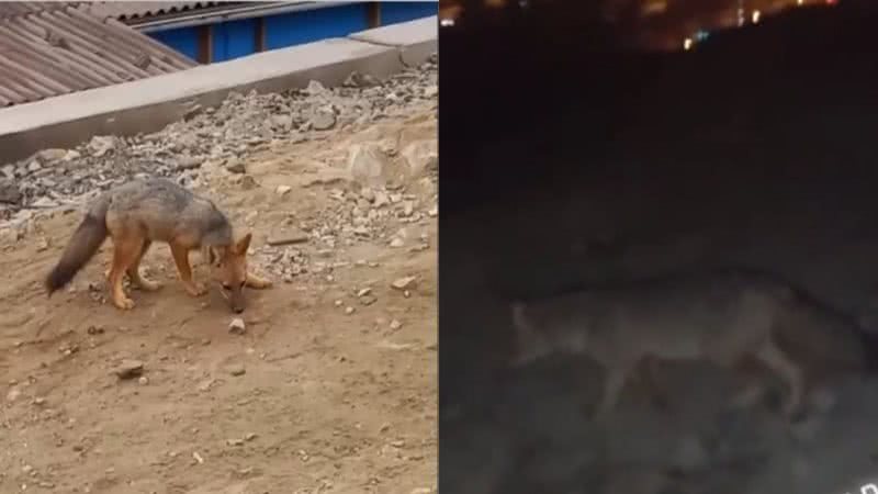 A raposa "Run run" vendida como cachorro - Divulgação/TikTok/@erinsonzegarra