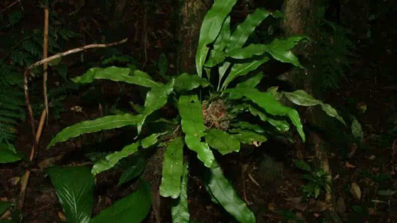 Uma nova espécie de samambaia descoberta - Divulgação/Paulo Labiak/Universidade Federal do Paraná