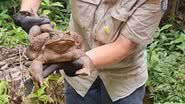 Sapo gigante encontrado na Austrália - Divulgação/Queensland Environment