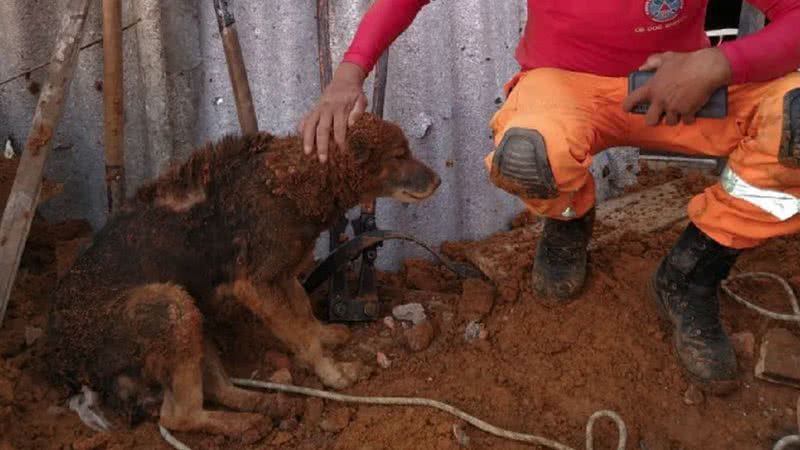 Cão Sargento após ser resgatado - Corpo de bombeiros