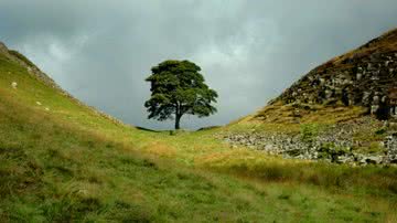 Sycamore Gap - Reprodução/Flickr/Tomorrow Never Knows