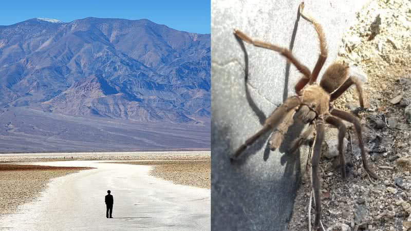 Montagem mostrando Vale da Morte e a tarântula que causou o problema de trânsito - Divulgação/ Photographersnature/ Wikimedia Commons e Divulgação/ NPS