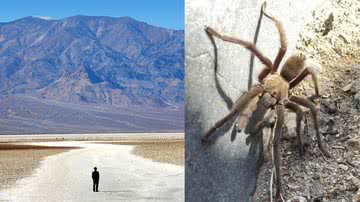 Montagem mostrando Vale da Morte e a tarântula que causou o problema de trânsito - Divulgação/ Photographersnature/ Wikimedia Commons e Divulgação/ NPS