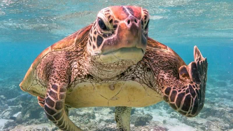 Tartaruga mostrando o dedo do meio - Mark Fitzpatrick/ Comedy Wildlife Photography Award