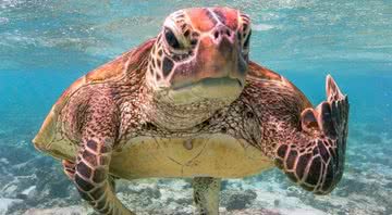 Tartaruga mostrando o dedo do meio - Mark Fitzpatrick/ Comedy Wildlife Photography Award