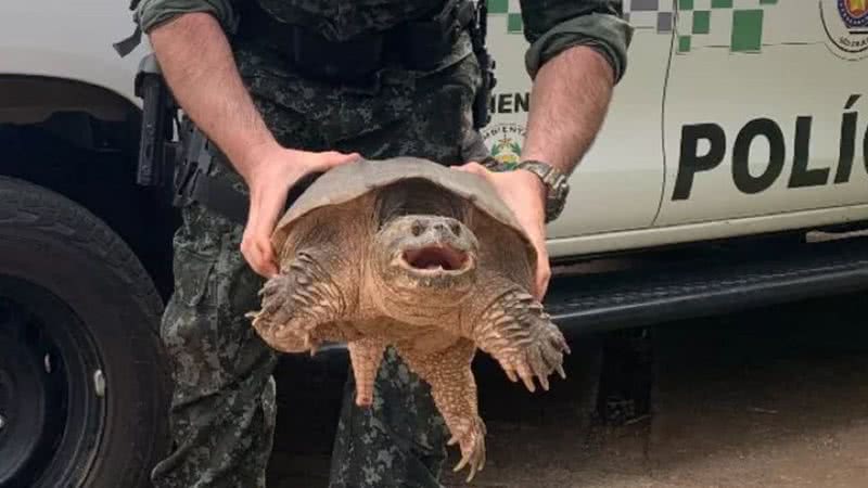 A tartaruga-aligátor encontrada em Presidente Prudente - Divulgação/Polícia Ambiental