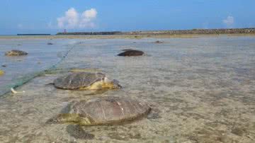 Tartarugas encontradas mortas na ilha japonesa de Kumejima - Divulgação/Museu da Tartaruga Marinha de Kumejima