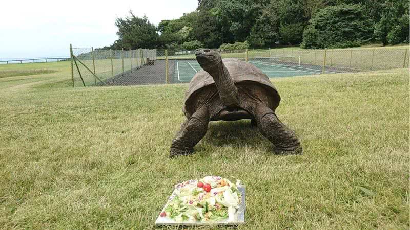 Tartaruga Jonathan é o animal mais velho do mundo - Divulgação / Twitter / @sthelenatourism