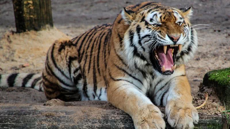 Imagem ilustrativa de tigre - Foto de blende12, via Pixabay