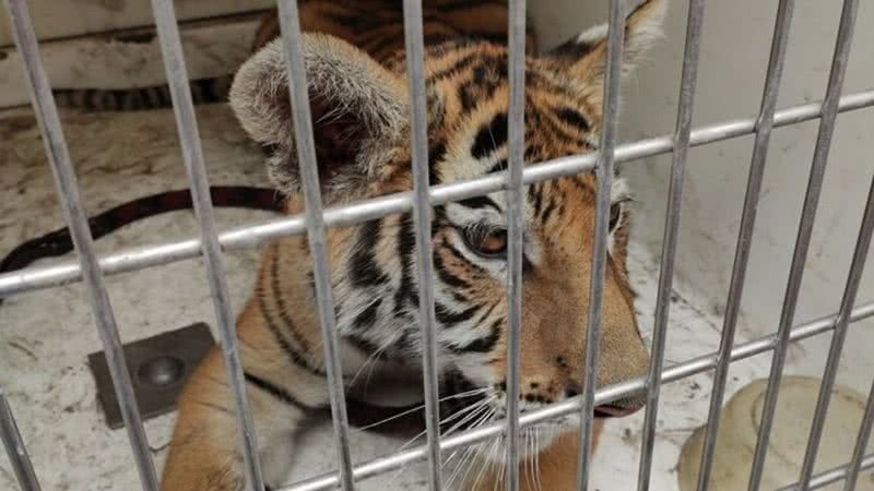 Tigre-de-bengala que foi levado pra passear - Divulgação/Facebook/Coordinación Protección Civil y Bomberos Municipales de Zamora