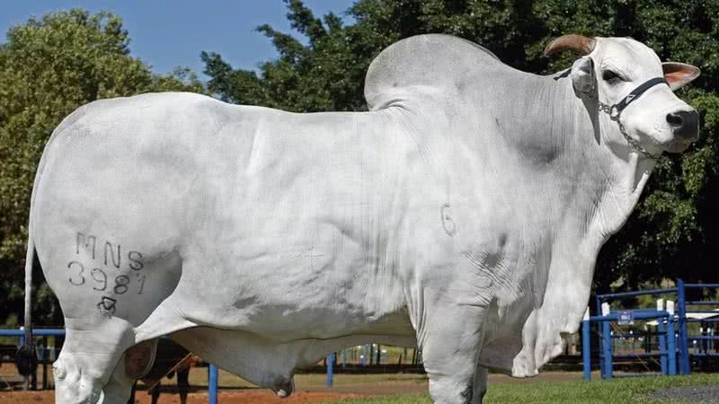 O touro Truck da Alô Brasil - Divulgação/Alta Genetics