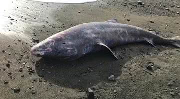 tubarão-da-Groenlândia encontrado na Cornualha - Marine Stranding Network/APEX