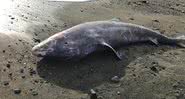 tubarão-da-Groenlândia encontrado na Cornualha - Marine Stranding Network/APEX