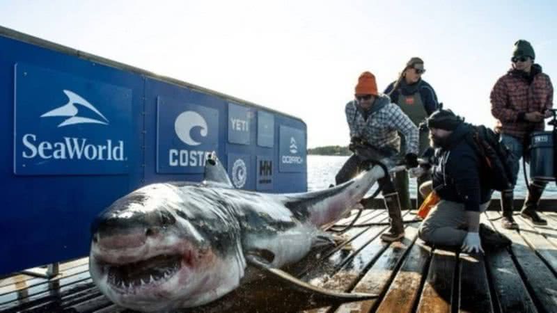 Tubarão resgatado no Canadá - Divulgação / OCEARCH