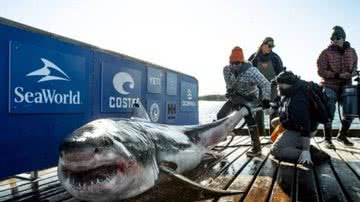 Tubarão resgatado no Canadá - Divulgação / OCEARCH