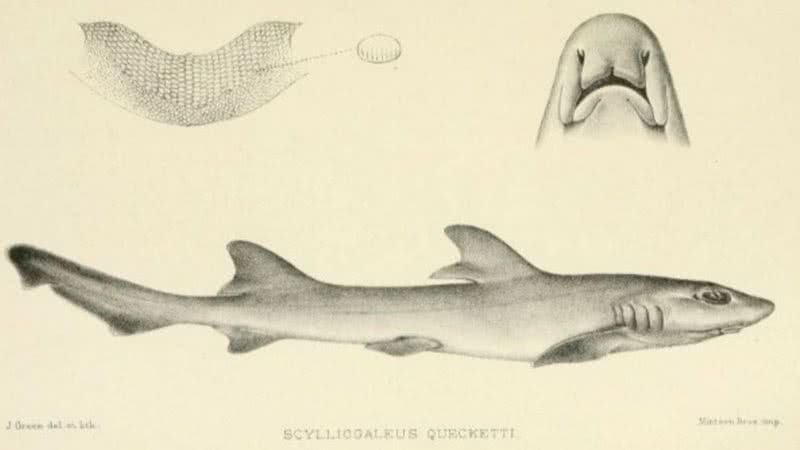 Esboço feito em 1902 relata as características do tubarão - Domínio Público / Boulenger G. A. 1902