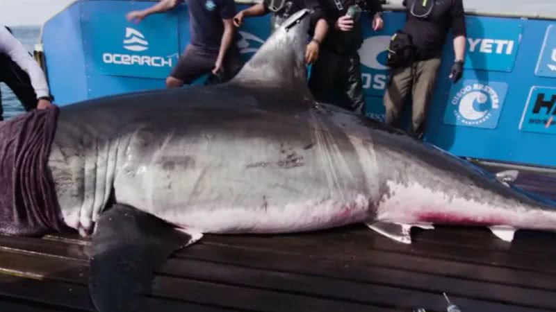 Tubarão-branco gigante - Divulgação / Ocearch