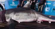 Tubarão-branco gigante - Divulgação / Ocearch