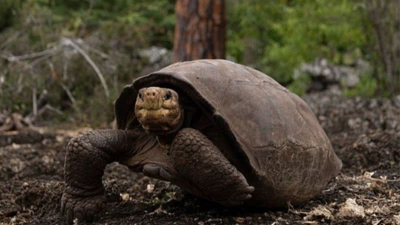 Imagem da tartaruga redescoberta - Divulgação/Instagram/Galapagosconservancy