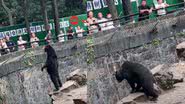 Trecho do vídeo do urso-do-sol que gerou curiosidade em internautas - Divulgação/YouTube/TodayOnline