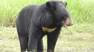 Imagem ilustrativa de urso-negro-asiático - Wikimedia Commons / Dr. Raju Kasambe