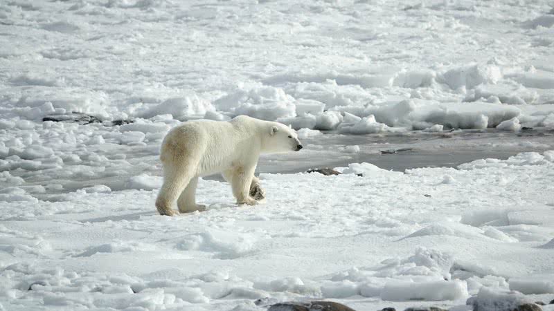 Imagem meramente ilustrativa de urso polar - Divulgação/ Pixabay/ mtanenbaum