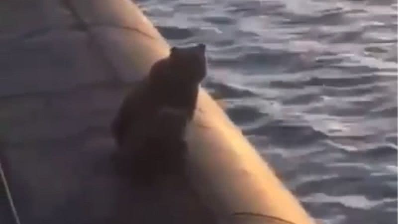 Urso em cima de submarino russo - Divulgação - Twitter