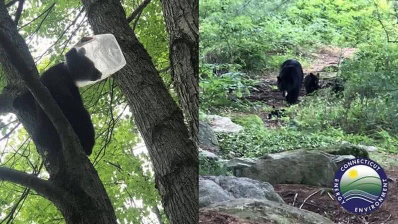 Urso com garrafa presa na cabeça - Divulgação/Facebook/Peixes e Vidas Selvagem de Connecticut