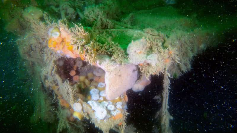 Fotografia mostrando organismos que vivem acoplados aos destroços do navio - Divulgação/ Flanders Marine Institute (VLIZ)