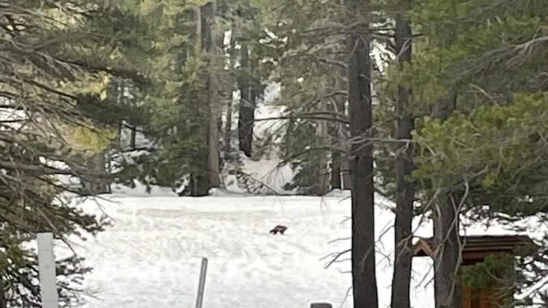 Wolverine encontrado na Califórnia - Divulgação / National Park Service