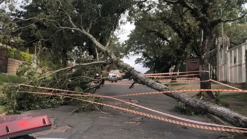 Imagem mostra queda de árvore em Porto Alegre - Reprodução/Twitter @EPTC_POA