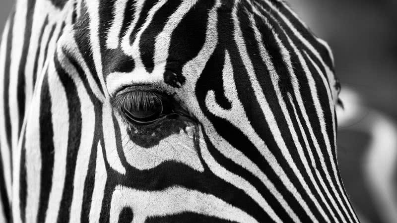 Imagem ilustrativa de zebra - Foto de igorowitsch, via Pixabay