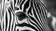 Imagem ilustrativa de zebra - Foto de igorowitsch, via Pixabay