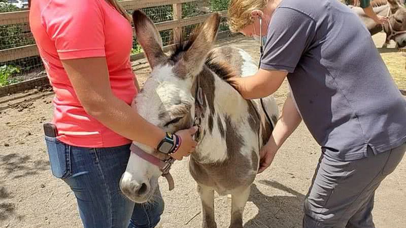 Um dos animais do zoológico sendo cuidado por gestoras - Divulgação