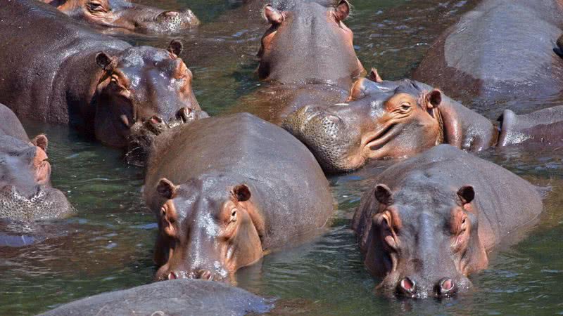 Hipopótamos em seu habitat natural - Wikimedia Commons