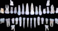 Dentes dos hominídeos - Centro Nacional de Pesquisa em Evolução Humana