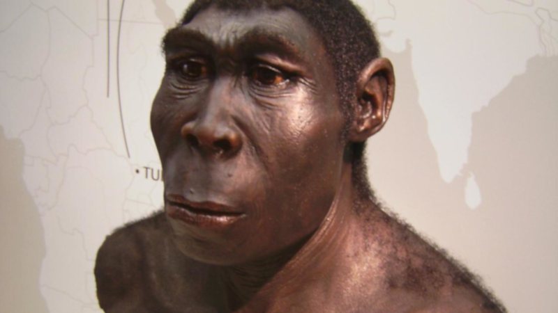 Reconstrução da face do Homo erectus - Wikimedia Commons