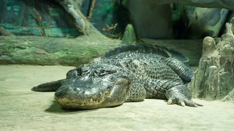 Imagem ilustrativa de um jacaré americano no zoológico de Moscou - Wikimedia Commons