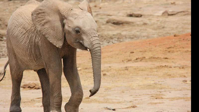 Filhote de elefante em programa de resgate de órfãos no Quênia - Richard Probst