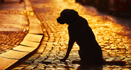 Triste cena provavelmente bem longe da Rua da Amargura real - Shutterstock