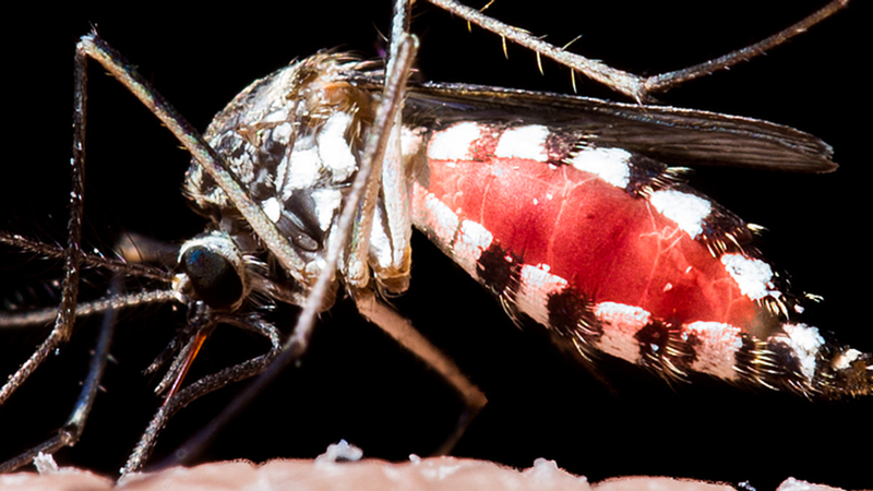 Aedes aegypti - Shutterstock