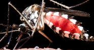 Aedes aegypti - Shutterstock