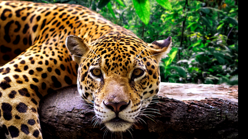 Onça ou jaguar? - Getty Images